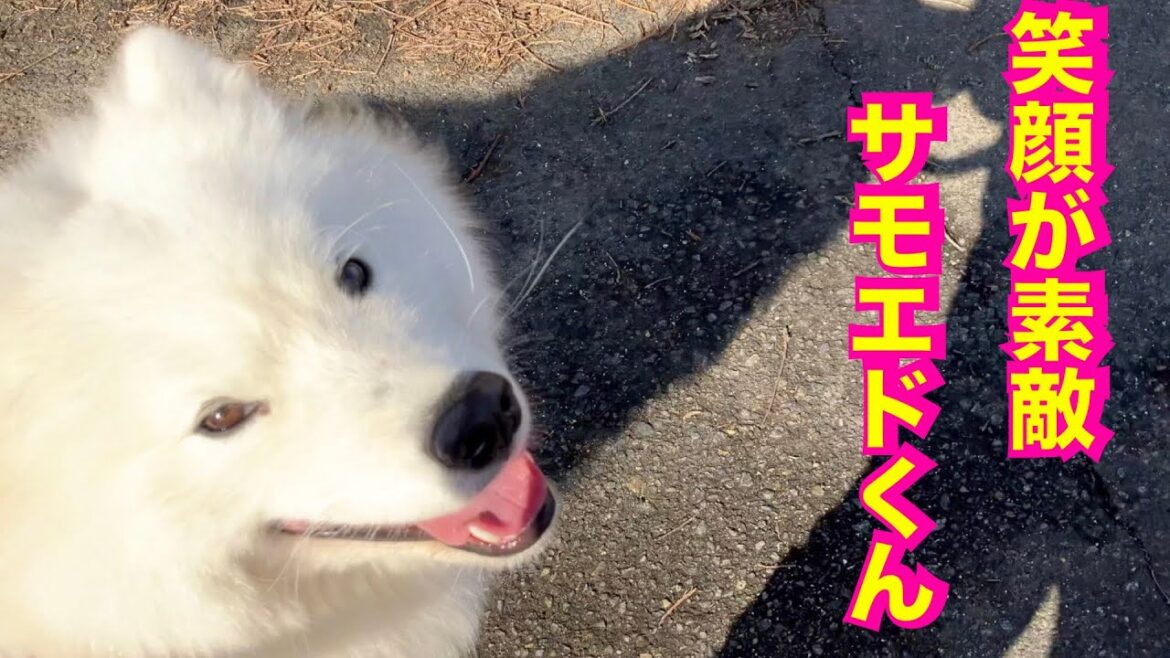 ずっと笑ってるサモエド君と散歩中