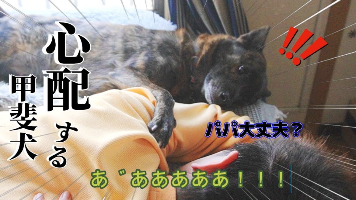 ボス絶叫！悲鳴をあげる度に心配する甲斐犬が健気で可愛い！！【柴犬・甲斐犬】