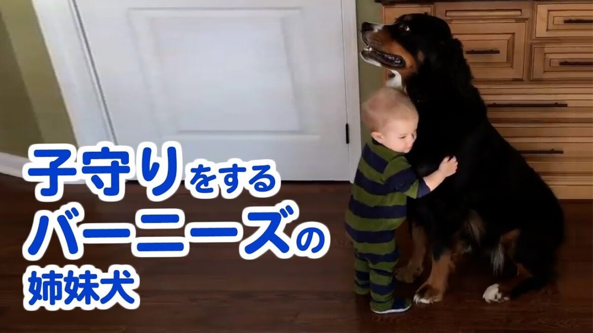 小さかった妹が僕たちよりも大きく成長するまでのおはなし|PECO【ナレーション有】 小さかった妹が僕たちよりも大きく成長するまでのおはなし|PECO【ナレーション有】