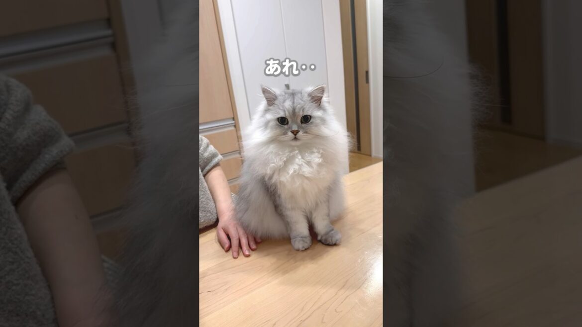 猫が好きな「トントン」をやめてみると… 【サイベリアン】 #Shorts