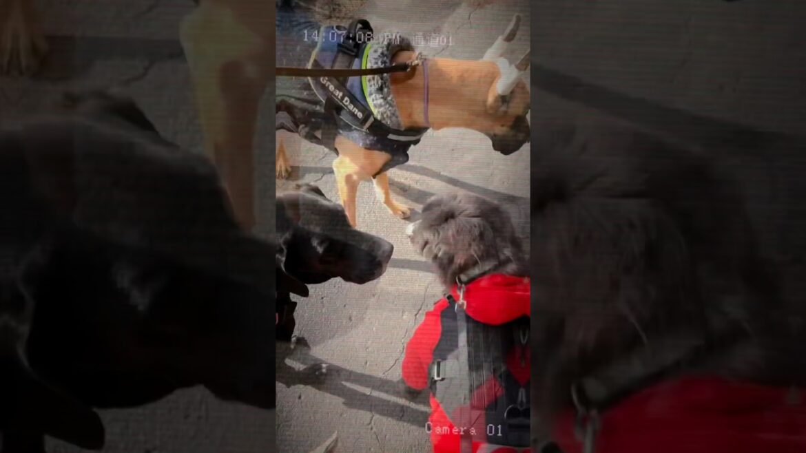 超大型犬 ニューファンドランドvsグレートデン 多頭飼育 渡辺ボス 犬好き 猫好き 動物好き 抗がん剤治療 白血病 リンパ腫 病気と戦う 犬 田舎暮らしの日常 犬の王様 アポロ神