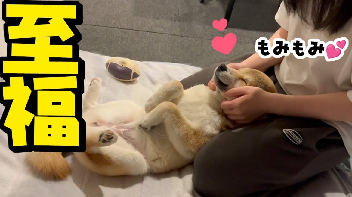 娘の初マッサージで見事にとろけちゃう子犬が可愛い