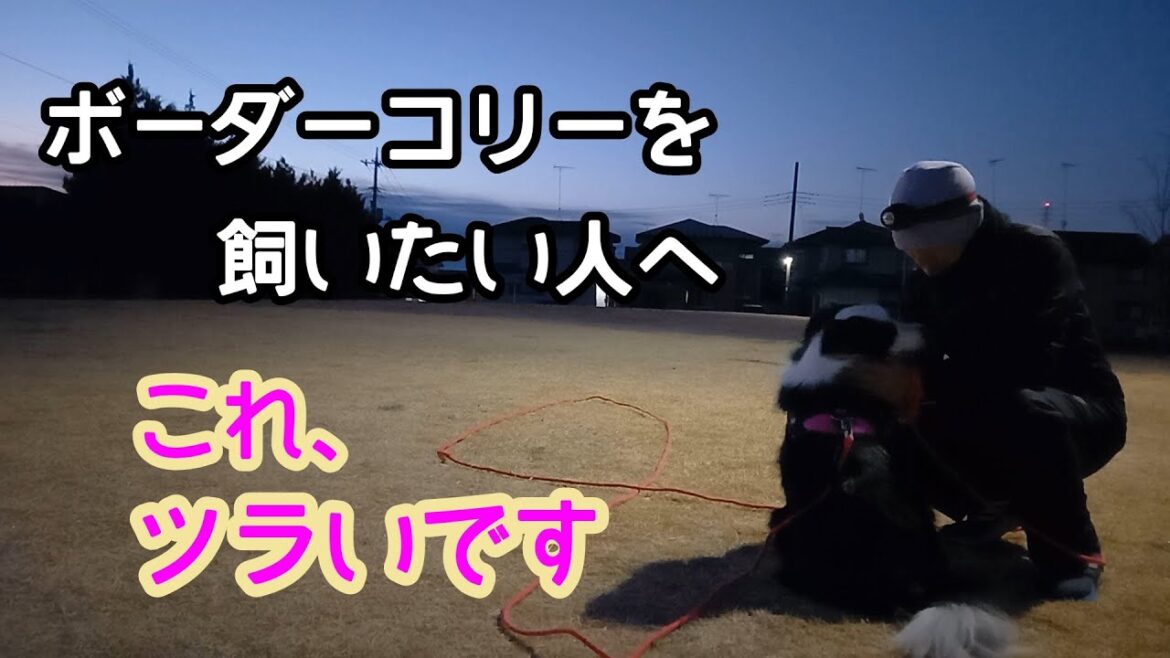 ボーダーコリーを飼いたい人へ　これ、ツラいです