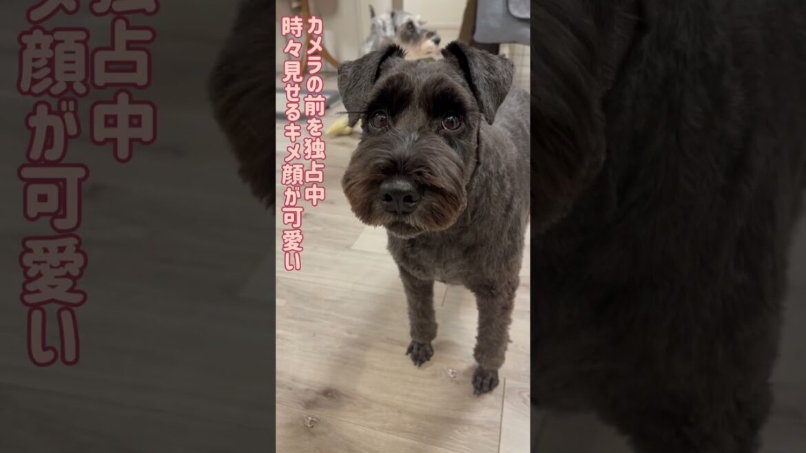 【れおぱおチャンネル】寝起きでも意外と元気な愛犬２人です🐶　#愛犬　#多頭飼い　#シュナウザー　#れおぱおチャンネル　#dog