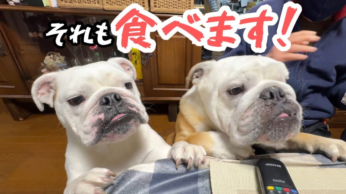 【おはぶる】実家で甘やかされ　食いしん坊に磨きがかかったブルドッグw