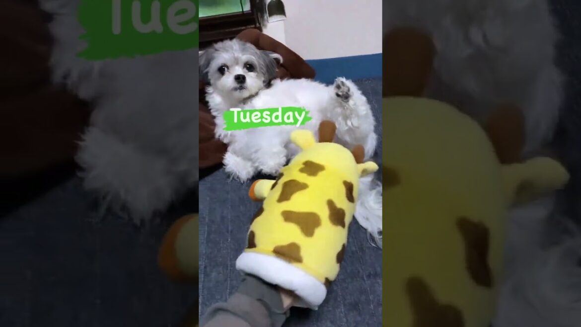 【暇】こはるの1週間【マルチーズ×狆(まるちんmix)】#nothingtodo #へそ天 #こはぼく