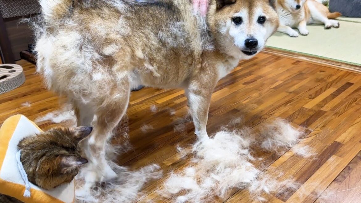 大量に抜ける柴犬の毛に猫たちが集まって大変なことに…笑