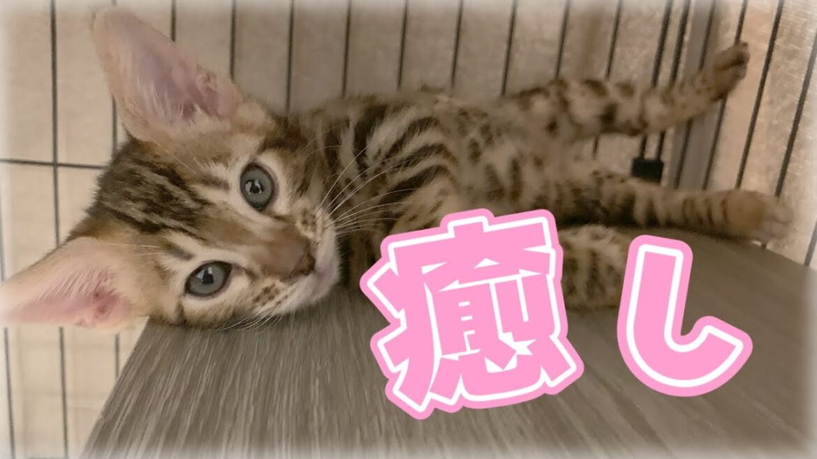 【ベンガル猫】見てるだけで癒される猫ちゃん【Kitten cat】