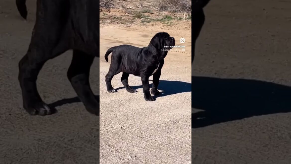 Neapolitan Mastiff 3 Months to 15 Months #neapolitanmastiff #mastiffsworldwide #canecorso