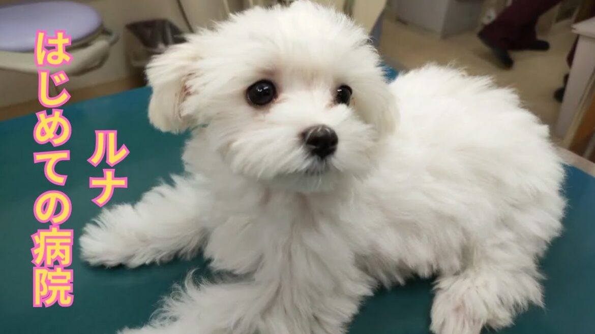 生後３ヶ月のマルチーズがはじめての動物病院へ