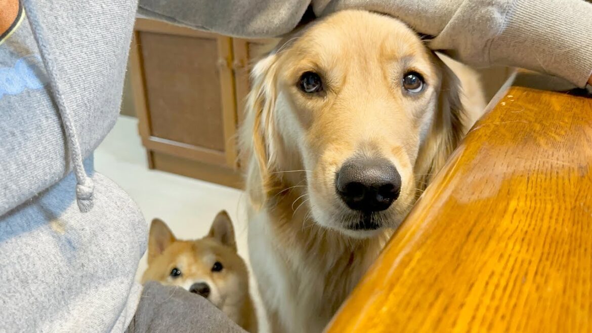 時間になると犬語で文句を言いに来るゴールデンレトリバーが可愛すぎました