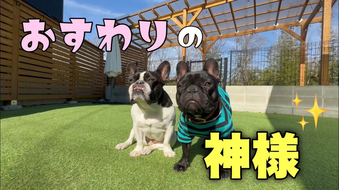 兄さんさすがです！庭遊びで魅せたおすわりの見本ｗｗ