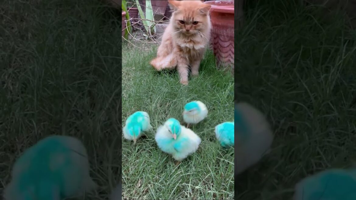 4 chicks 1 brown cat #shortvideo