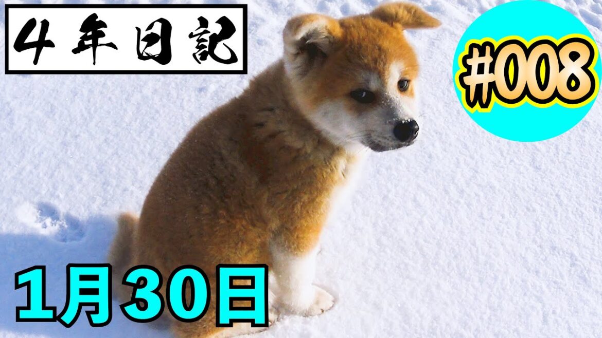 ★４年日記★〖＃8〗 秋田犬の成長の記録 １月３０日 【びしゃもん】