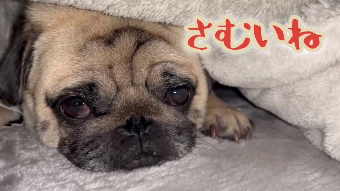 パグは、冬に弱いのです　【パグ侍ももたろ】