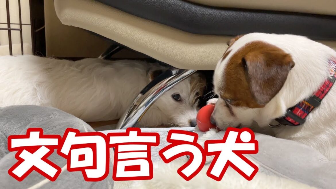 【3ぴき多頭飼い】お姉ちゃん犬に文句を言う子犬ジャックラッセルテリア
