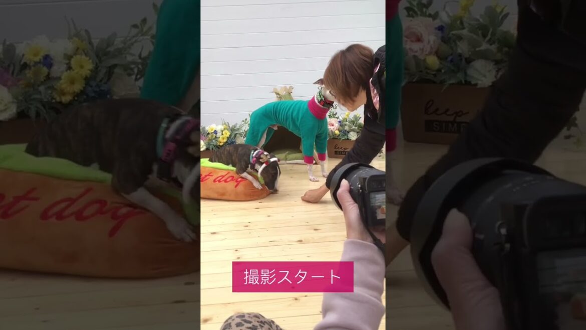 ペット撮影の裏側#dogs#pets#shorts #ミニチュアブルテリア#ウィペット #旅行#いぬ