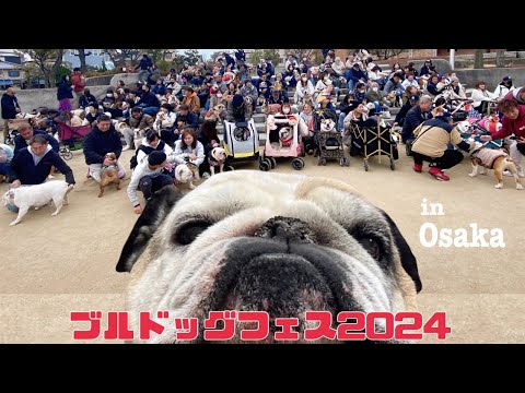 【ブルドッグフェス】全国のブルドッグが大阪にやって来た!ジェシカもあっぱれ♪大暴れ♪【ブルドッグ】【犬オフ会】 【ブルドッグフェス】全国のブルドッグが大阪にやって来た!ジェシカもあっぱれ♪大暴れ♪【ブルドッグ】【犬オフ会】