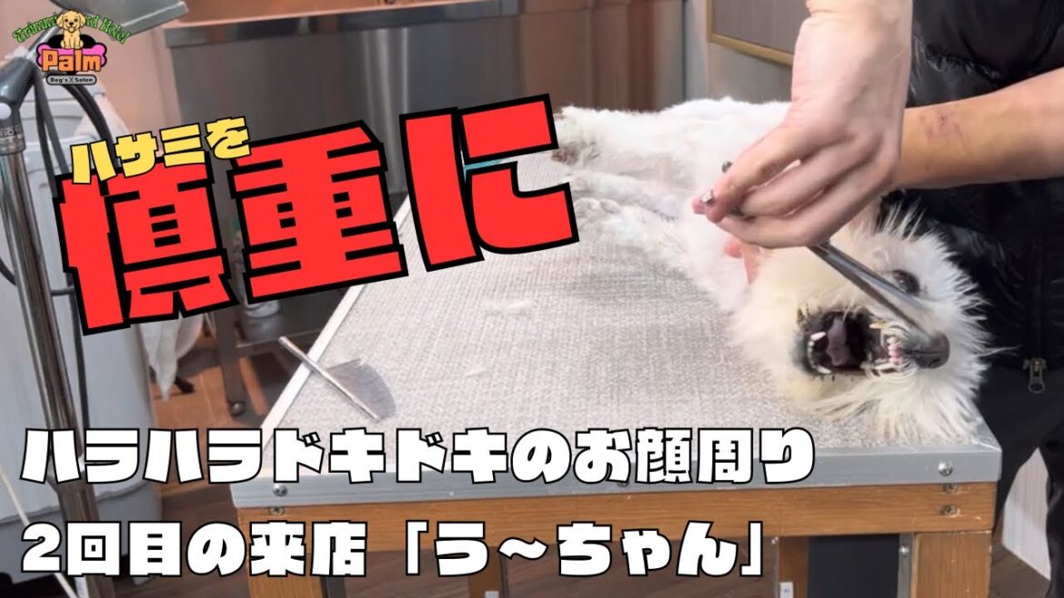 トラウマからの脱却を目指すウエスティ！これぞ噛み犬トリミング！？