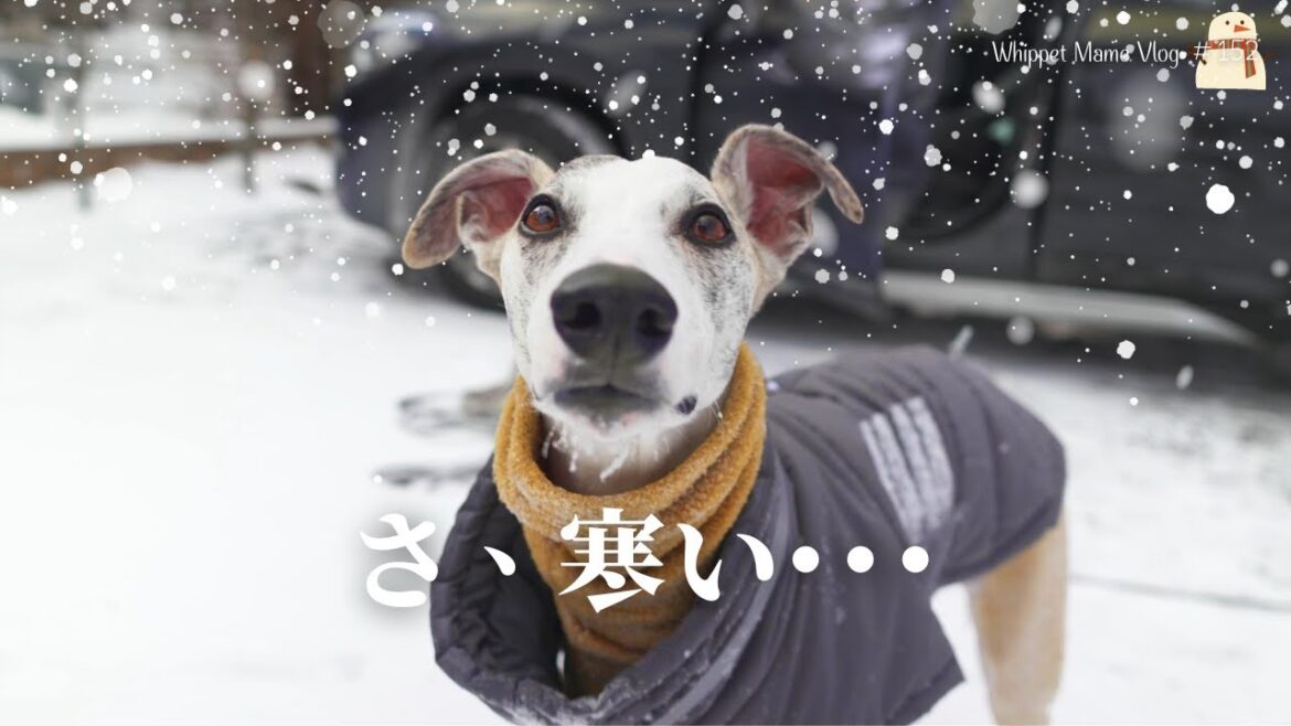 大丈夫？吹雪の中、ウィペットと雪山にお出かけしてみたら・・・　#152