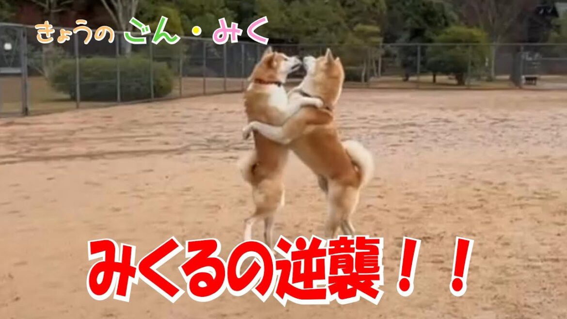 みくるの逆襲！！　今日のごん・みく♡　秋田犬【ごん・みく チャンネル】
