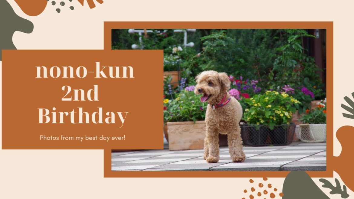 トイプードル　のの君２２歳（天国で迎える２回目の誕生日）