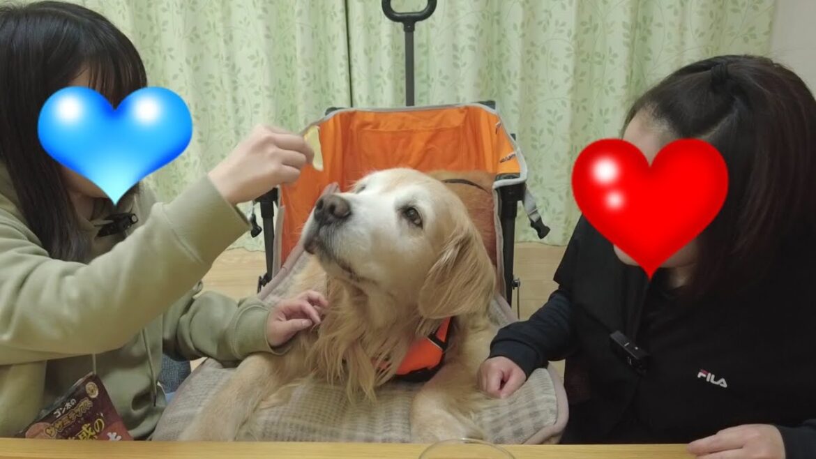 感動と感謝。寝たきりになり２度と出来ないと諦めていた事が。【Golden Retriever japan】