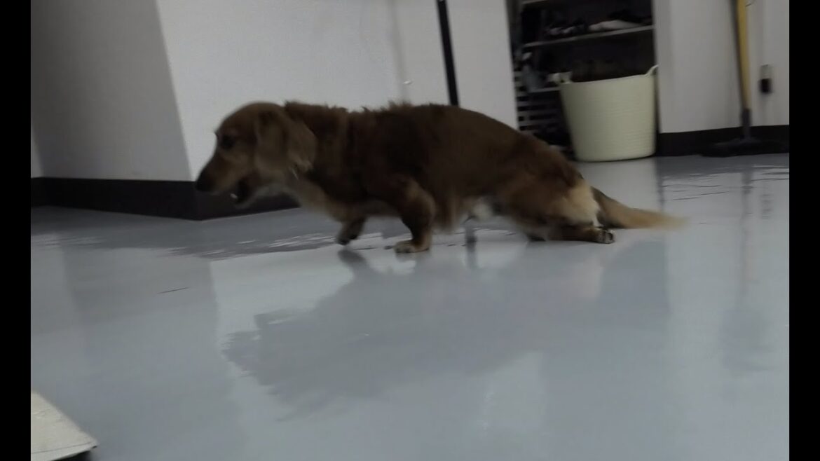 ミニチュアダックスフンド（小型犬）の胸腰部椎間板ヘルニア術前・術後動画