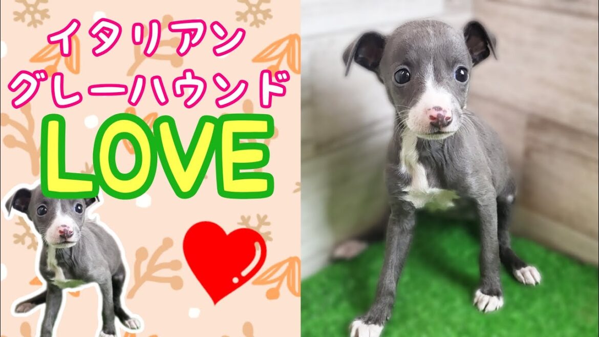 イタリアングレーハウンド・仔犬【府中四谷店】