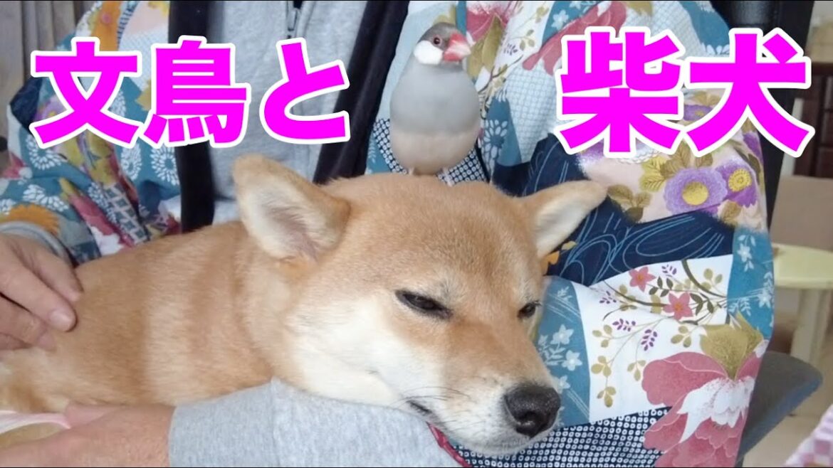 「元気ないじゃん?」お見舞い文鳥がうろうろしてもお構い無し 「元気ないじゃん?」お見舞い文鳥がうろうろしてもお構い無し