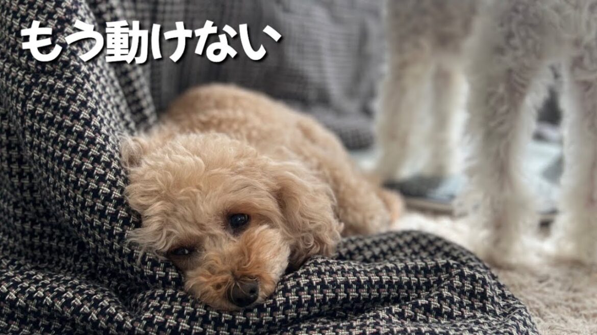 こたつを出したら...おとなしい愛犬が更に動かなくなりました笑
