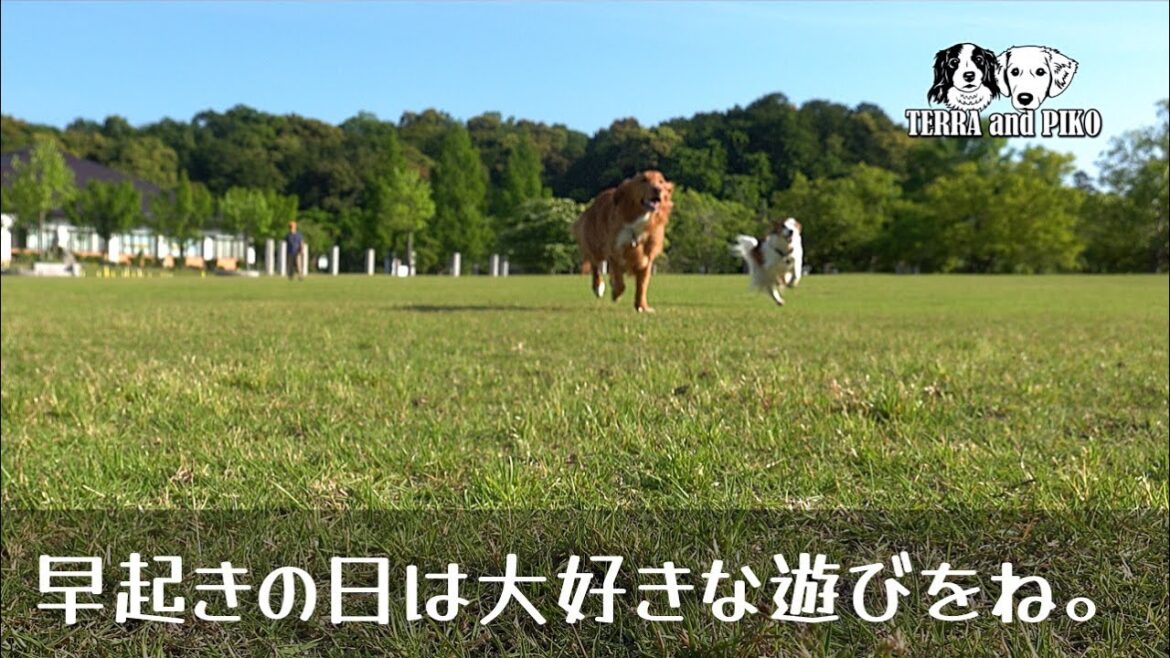 早起きの日は公園であそぶの。 コーイケルホンディエのテラとノバスコシアダックトーリングレトリバーのピコとの暮らし