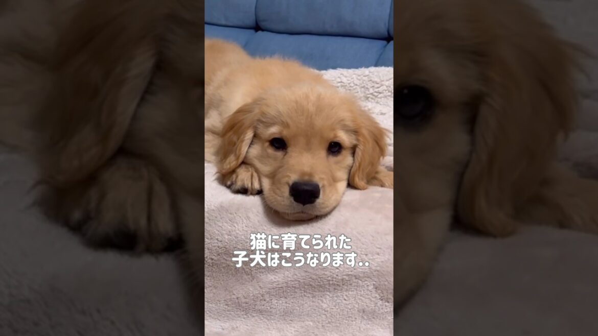 ネコに育てられたゴールデンレトリバーのその後…【#shorts 】 ネコに育てられたゴールデンレトリバーのその後...【#shorts 】