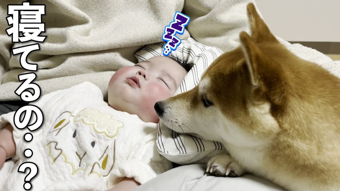 遊んでる途中で赤ちゃんが寝てることに気づいた柴犬