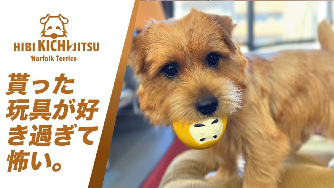 愛犬キチ 貰ったボールが好き過ぎる【ノーフォークテリア  norfolkterrier  犬 dog 】
