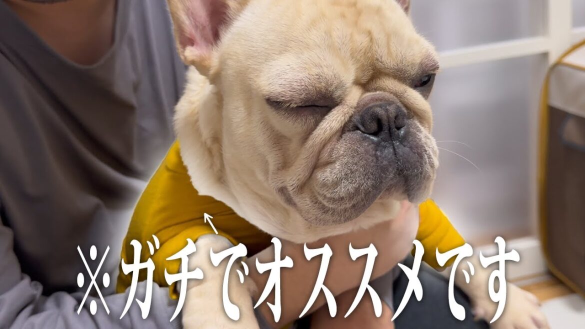 【ガチでおすすめ！】機能性抜群！愛犬の健康と快適を考えた最高の犬服紹介します！