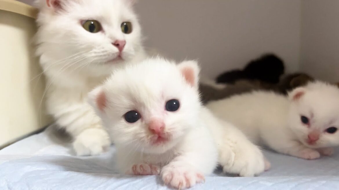【マンチカンの子猫】マイペースな子猫は可愛い件 ～猫のいる生活Vol.880～出産動画 マンチカン短足・ミヌエット・ペルシャ猫専門ブリーダー『ペット蔵人』【子猫の成長記録】