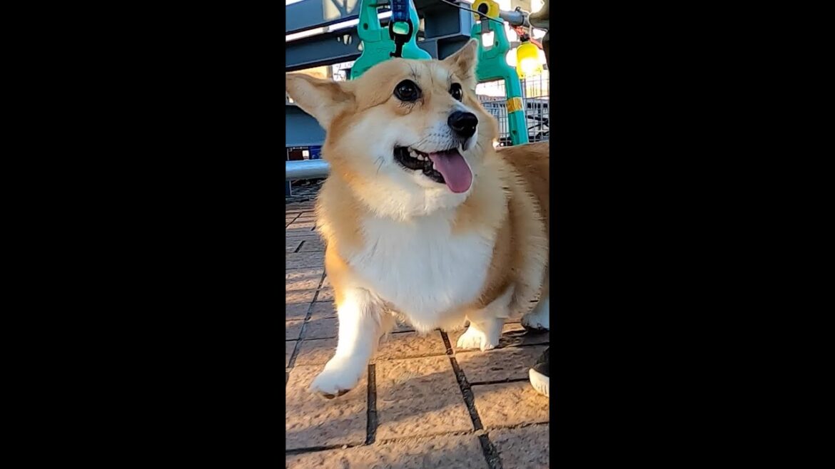 工事現場を歩くコーギー / Corgi walking on a construction site #コーギー #sakura #サクラ