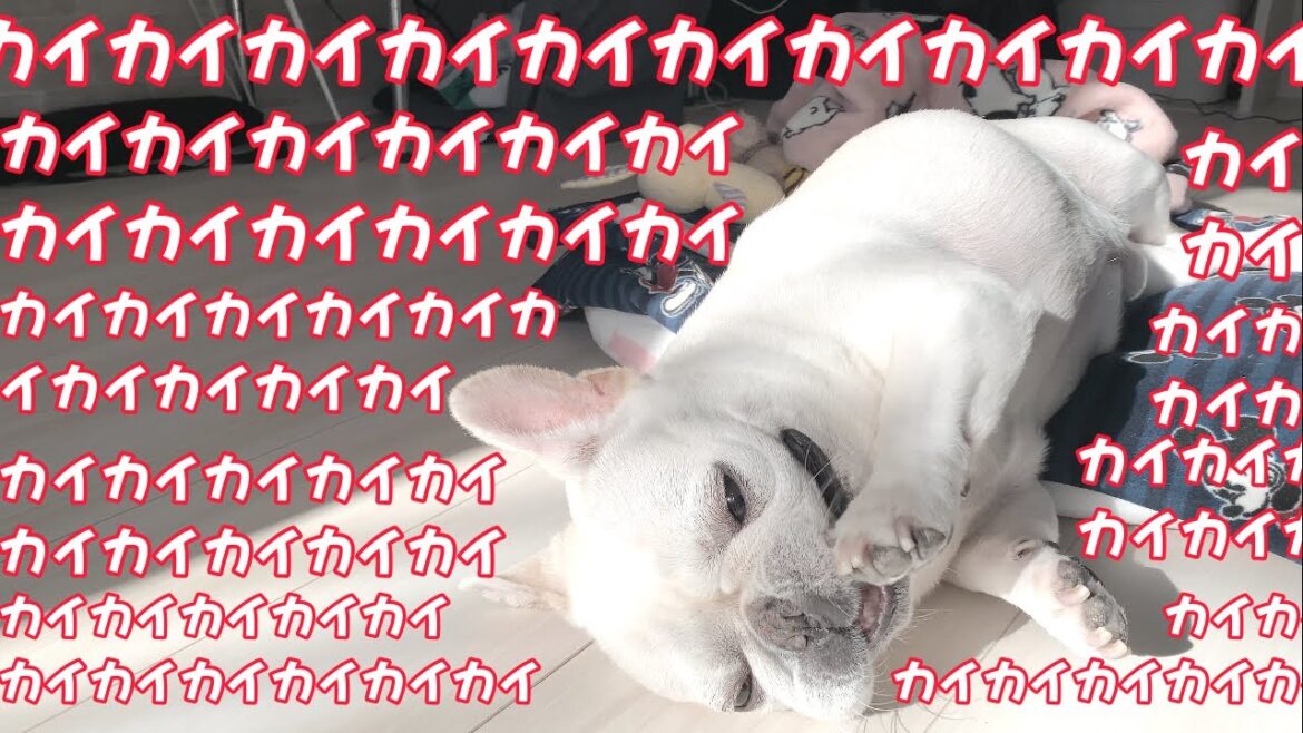 あごカイカイを呼び覚ましてしまった…反省【フレンチブルドッグ frenchbulldog】