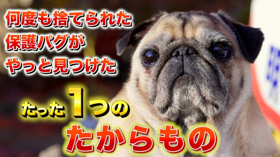 【壮絶な過去】を乗り越えたパグの宝物とは…?/穏やかなパグがキレる時/田舎暮らしの日常PUG VLOG 【壮絶な過去】を乗り越えたパグの宝物とは…?/穏やかなパグがキレる時/田舎暮らしの日常PUG VLOG