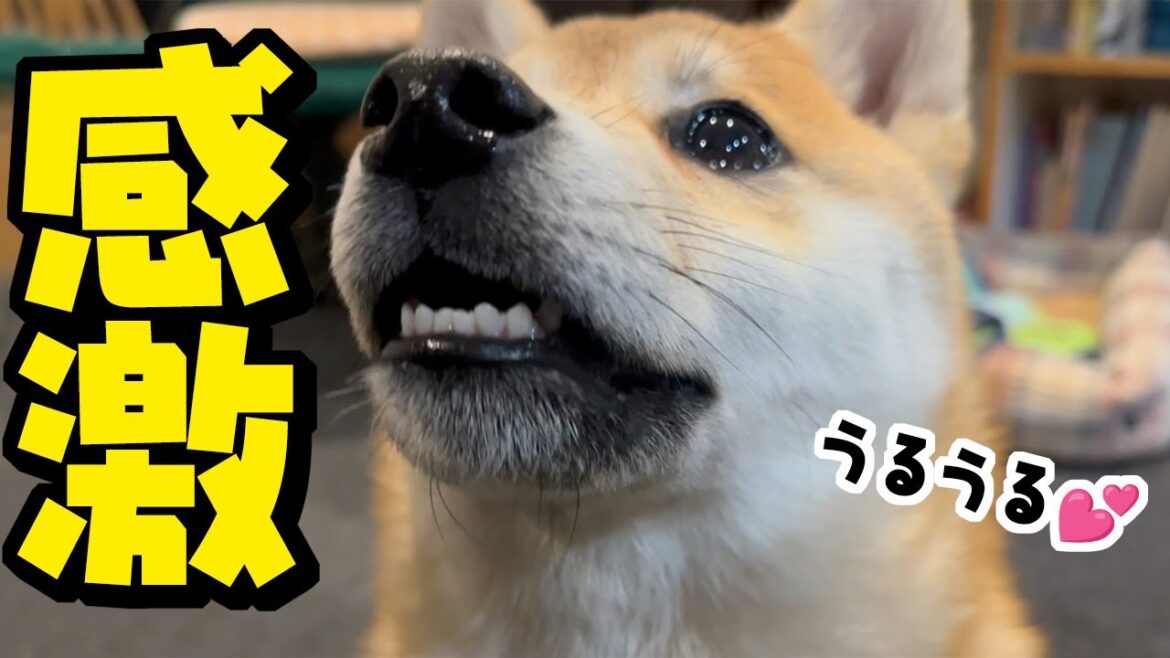 肉の美味さに涙ウルウルで感動する柴犬子犬がこちらです 肉の美味さに涙ウルウルで感動する柴犬子犬がこちらです