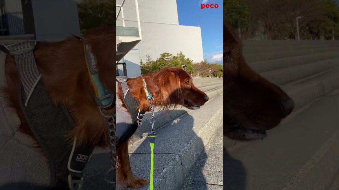 鳥猟犬？  #shorts    （peco）　アイリッシュセター（アイリッシュセッター） Irish Setor（Irish Setter）