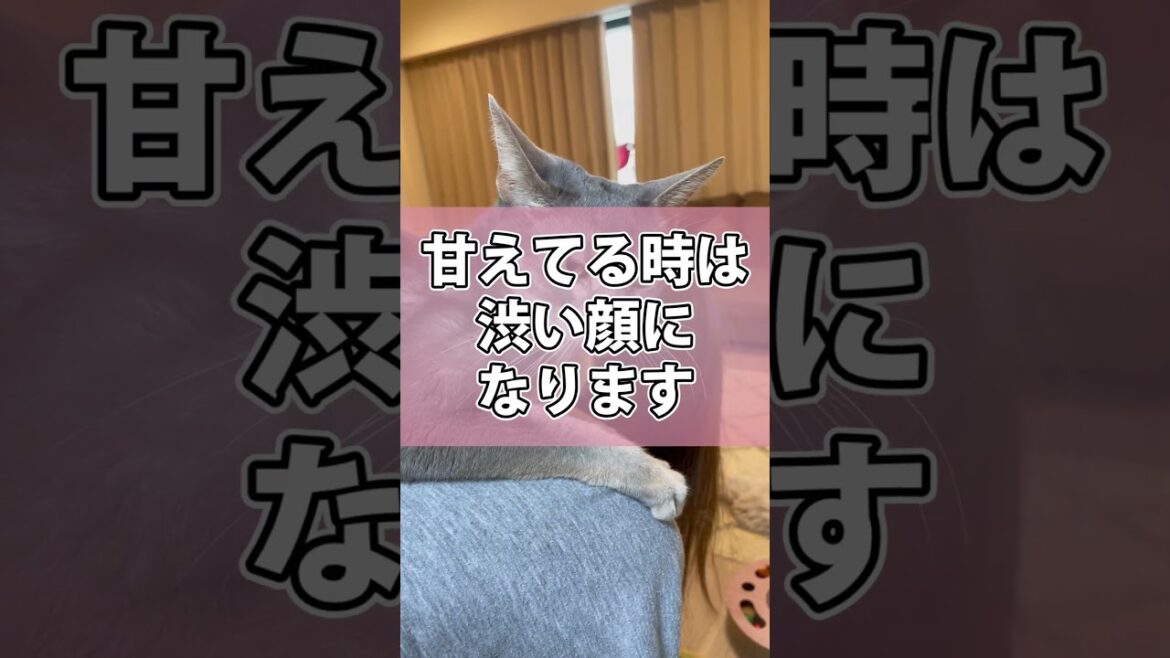 背中に乗って甘えるうちの猫さん shorts #猫 #アビシニアン
