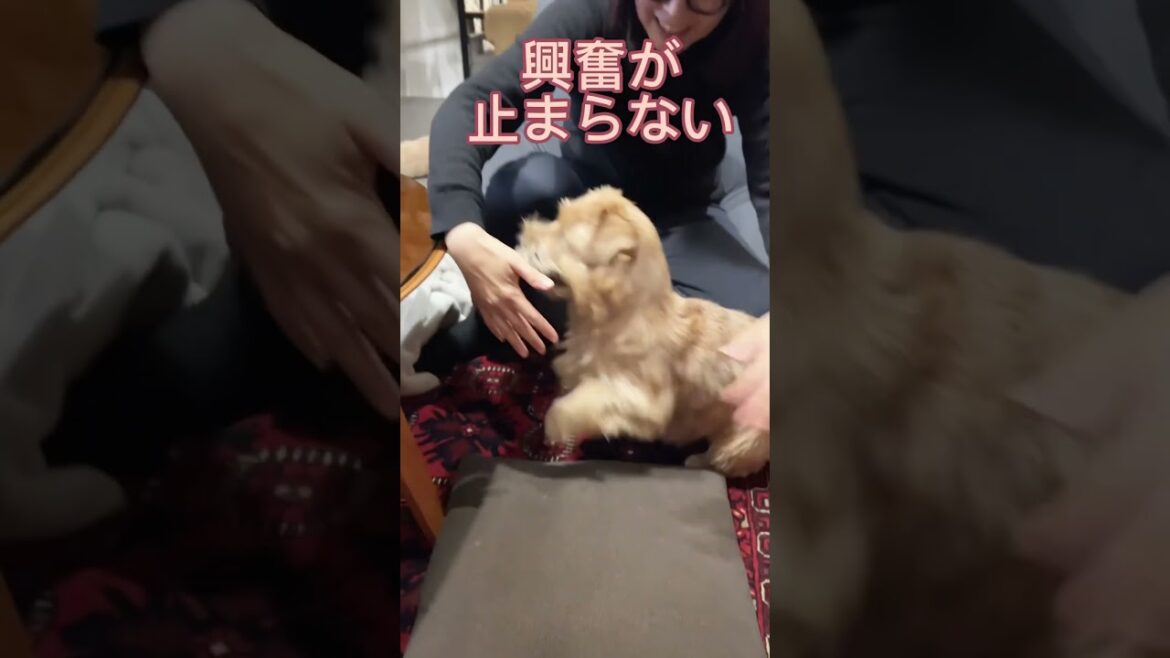 【それボールじゃないよ】#shorts #norfolkterrier #cutedog #愛犬キチ #ノーフォークテリア #dog #泥棒犬 #茶饅頭 #ボール大好き犬