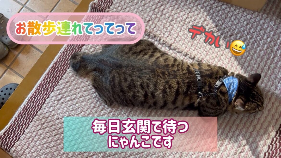 【狆とミニチュアダックスのMIX犬&保護猫】自由を満喫した日