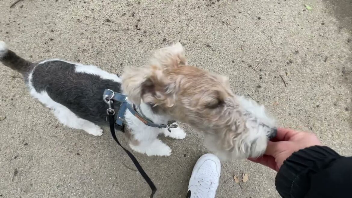 ワイヤーフォックステリアの”ジルくん”と”散歩トレーニング”の練習！