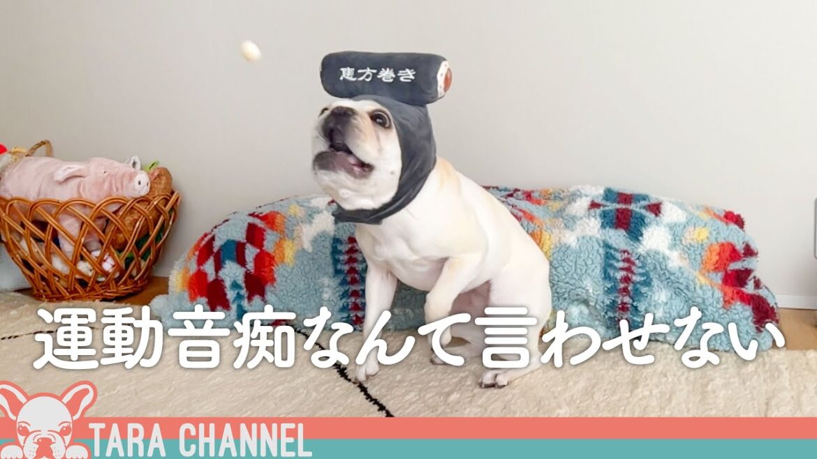 【面白犬】エサをうまくキャッチできない運動神経が鈍い犬女子【フレンチブルドッグ】 【面白犬】エサをうまくキャッチできない運動神経が鈍い犬女子【フレンチブルドッグ】