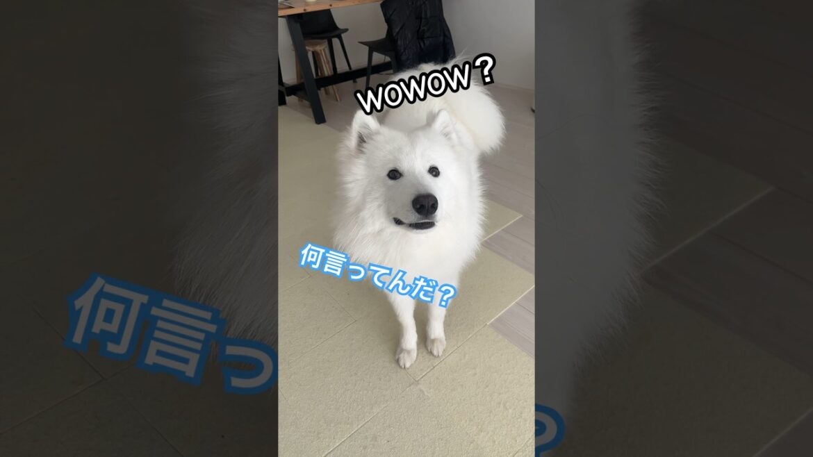 犬語が通じないサモエドのムンしゃん #サモエド#ムーン #犬のいる暮らし #犬語