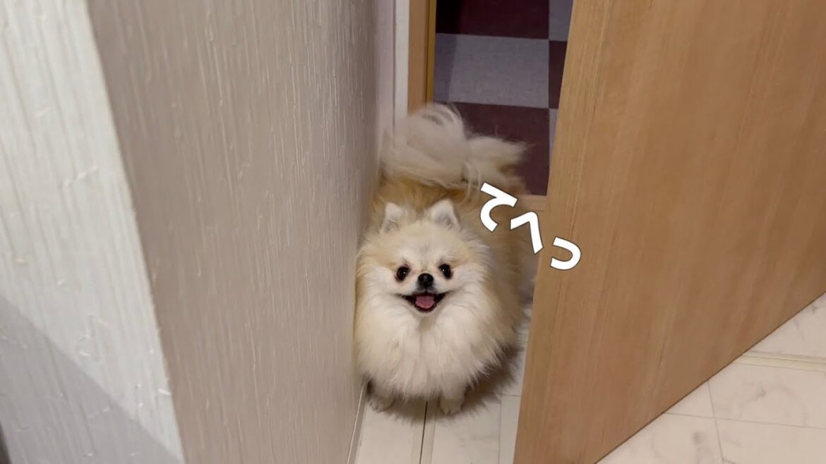 満面の笑顔でストーカー行為をするポメラニアン