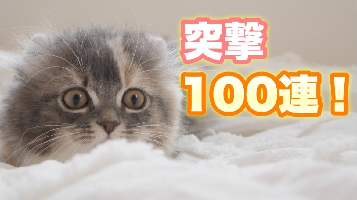 電光石火の子猫・100連！【アメリカンカール】Cat butt wiggle